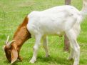 Boleh Berqurban dengan Berhutang, Ini Dia Syaratnya