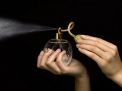 TIPS AGAR WANGI PARFUM TAHAN LAMA 